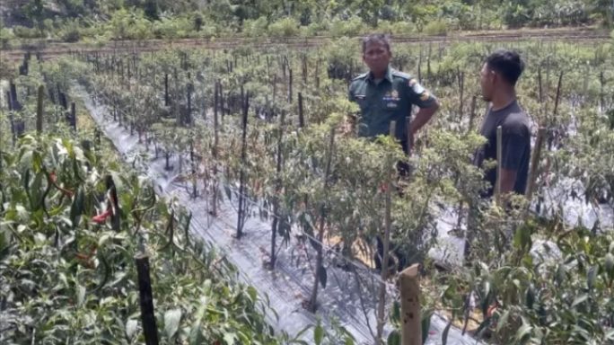 Petani di Abdya Binaan Babinsa Sukses Panen Cabai