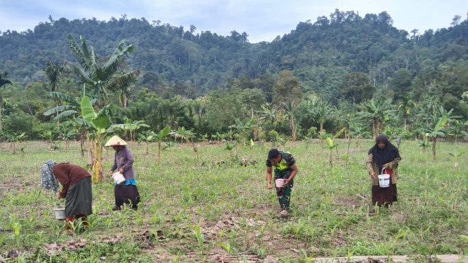 Tingkatkan Sektor Pertanian Dan Kesejahteraan Masyarakat, Babinsa Kluet Tengah Bantu Petani Pemupukan Lahan Jagung