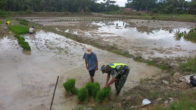 Babinsa Koramil 03/Seruway Bantu Petani Cabut Bibit Padi Siap Tanam