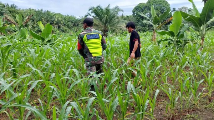 Babinsa Pasir Belo Dampingi Cek Pertumbuhan Jagung