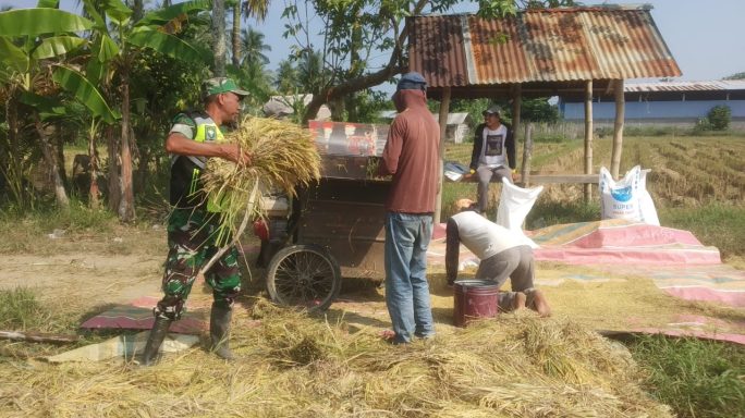 Babinsa Posramil Kuta Blang Bantu Petani Rontokan Padi