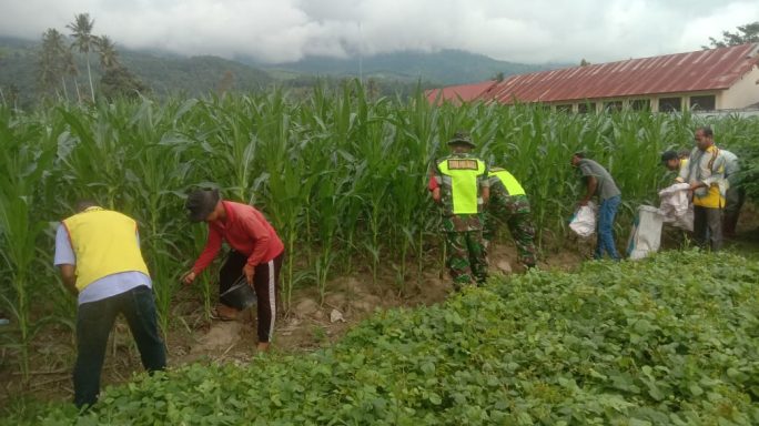 Jaga Ketahanan Pangan, Babinsa Bantu Pemupukan Jagung
