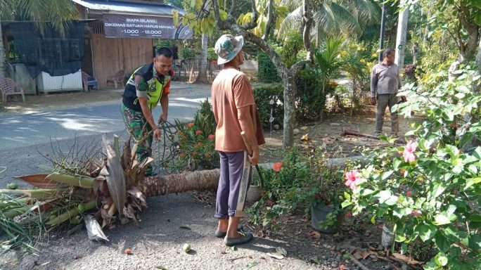 Babinsa Posramil Peusangan Siblah Krueng Bantu Warga Tebang Pohon Kelapa