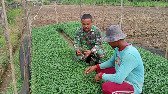 Babinsa Posramil 05/Pante Ceureumen Sambangi Petani Cabai Di Wilayah Binaan