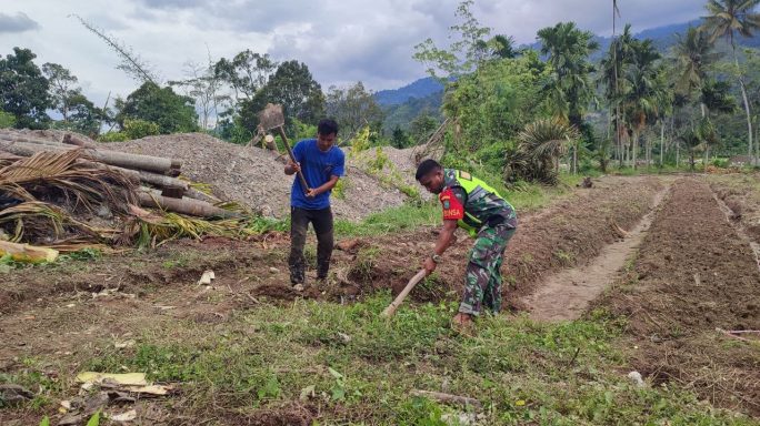 Babinsa Posramil Ketambe Bantu Warga Binaan Buat Bedeng Cabe