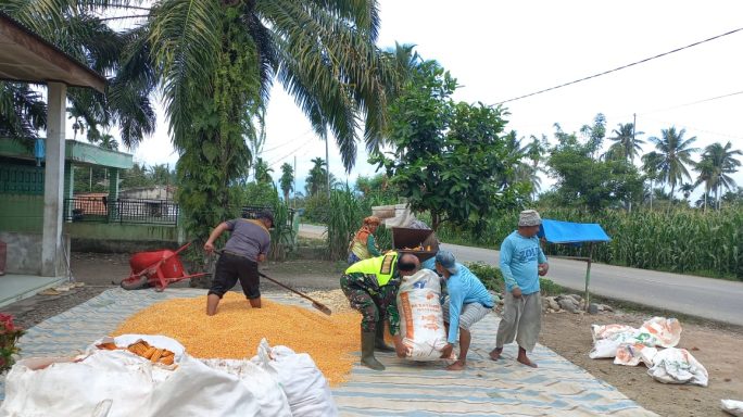 Babinsa Bantu Petani Rontok Jagung Pasca Panen