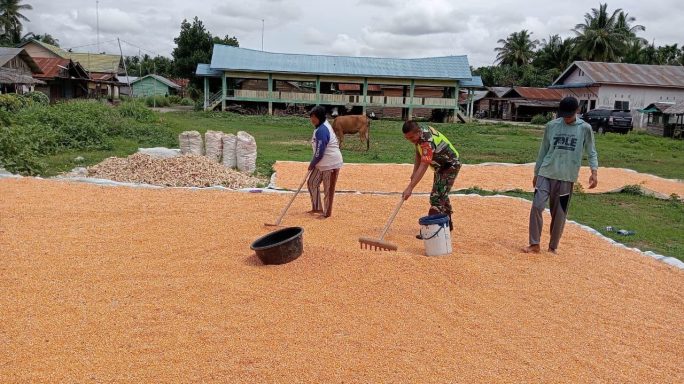Pasca Panen Jagung Babinsa Bantu Jemur Jagung Warga
