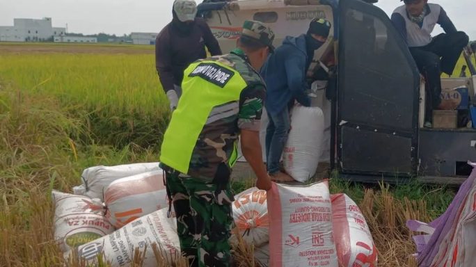 Wujudkan Peran Apkowil, Babinsa Koramil 12/Sakti Bantu Masyarakat Panen Padi