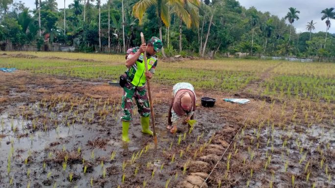 Babinsa Koramil 05/Simbar Bantu Petani Tanam Padi Dengan Sistem Tanpa Olah Tanah