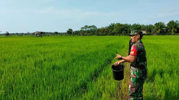 Jaga Kesuburan Padi, Babinsa Bantu Petani Tebarkan Pupuk