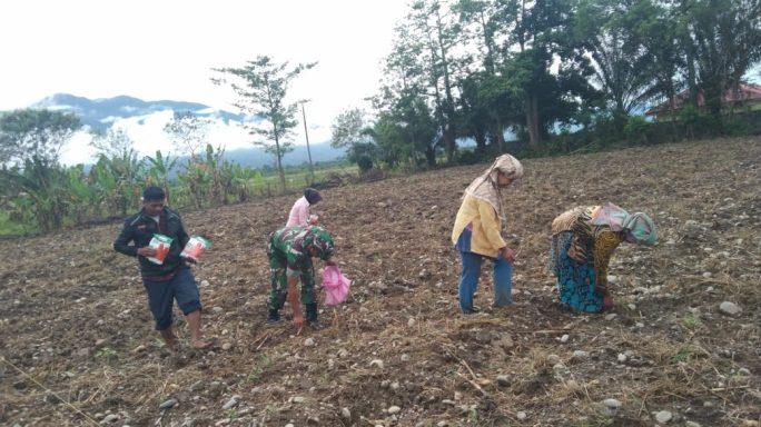 Tingkatkan Ketahanan Pangan, Babinsa Bersama Warga Tanam Jagung
