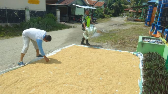 Sambangi Warga, Babinsa Turut Bantu Menjemur Padi.