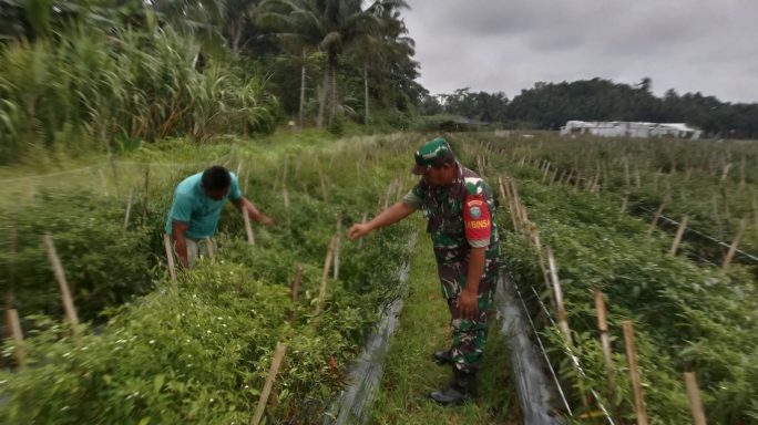 Peran Aktif Babinsa Dalam Pendampingan Petani Binaan: Upaya Meningkatkan Hasil Panen