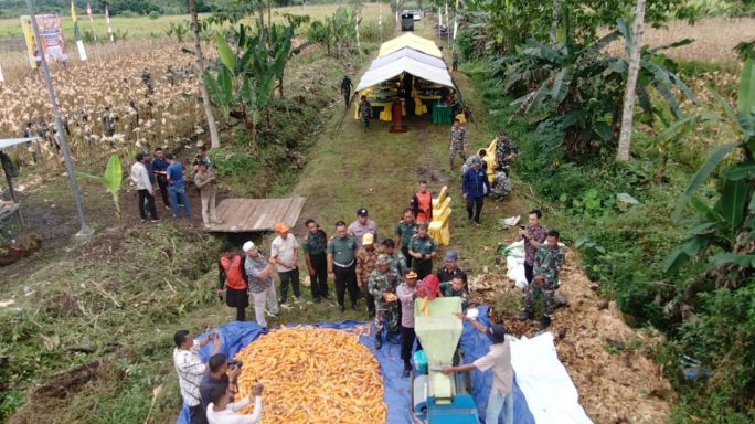 Kodim 0117/Aceh Tamiang Panen Jagung Perdana Dalam Mendukung Program I’M Jagong Kodam IM