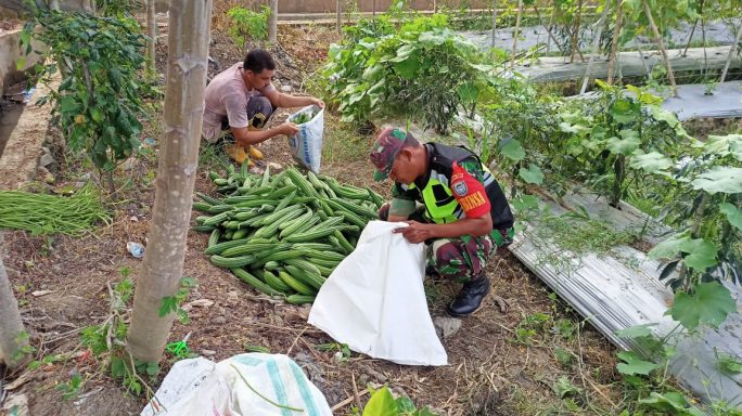 Babinsa Koramil 02/Samalanga Bantu Petani Panen Gambas
