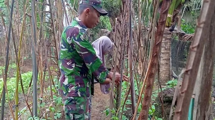 Babinsa Koramil 07/Danau Paris Dampingi Petani Kacang Panjang