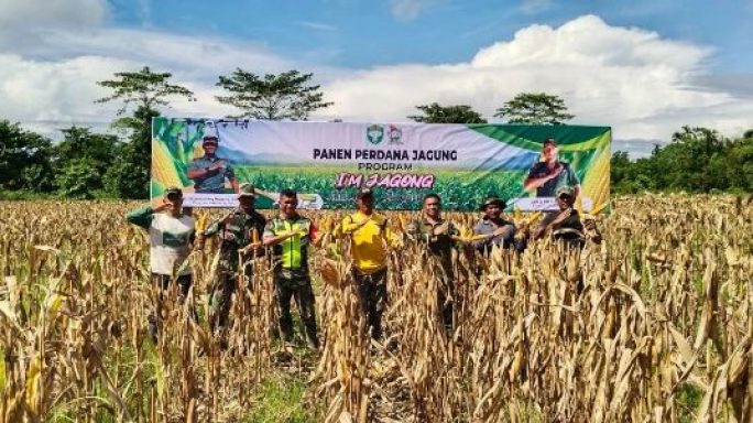 Kodim 0114/Aceh Jaya Panen Jagung Perdana Program I’M Jagong di Kebun Demplot Ketahanan Pangan