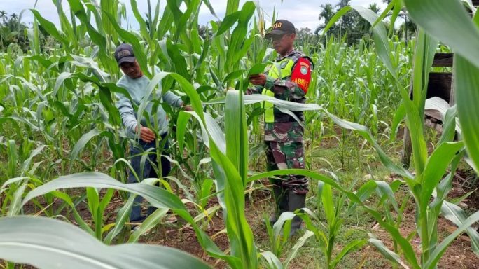 Babinsa Pasir Belo Dampingi Petani Cek Pertumbuhan Jagung
