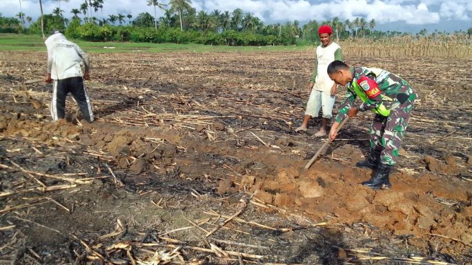 Babinsa Laksanakan Pendampingan Kepada Petani Buat Parit Tanaman Jagung