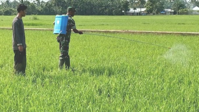 Babinsa Koramil 15/Plkb Memberikan Dukungan Aktif Dalam Pencegahan Hama Pada Tanaman Padi