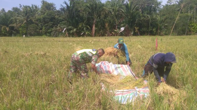 Sertu Edi Purnawan Bantu Petani Panen Padi Di Wilayah Desa Binaan
