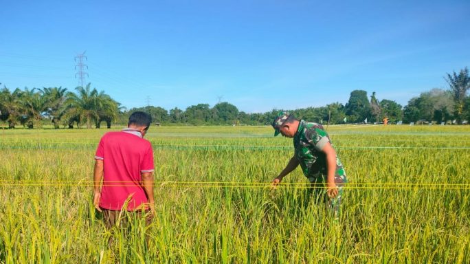 Pastikan Tanaman Padi Tumbuh Subur, Babinsa Koramil 04/Meureubo Bersama Petani Langsung Terjun Ke Tengah Sawah
