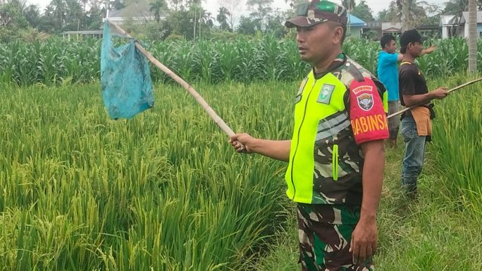 Wujud Kebersamaan Babinsa Bantu Petani Usir Hama Burung Di Sawah