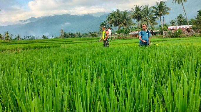 Jaga Hasil Panen Babinsa Bantu Petani Semprot Padi