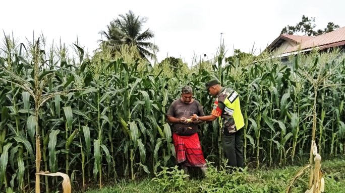 Dukung Ketahanan Pangan, Babinsa Bandar Dua Dampingi Dan Motivasi Petani Jagung Ulee Glee