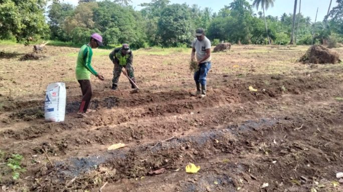 Babinsa Ikut Bantu Petani Mengolah lahan Untuk Ditanami Kacang Tanah