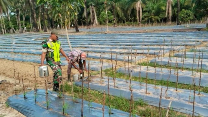 Sertu Untung W Babinsa Koramil 12/Sry Membantu Petani Dalam Perawatan Tanaman Cabe
