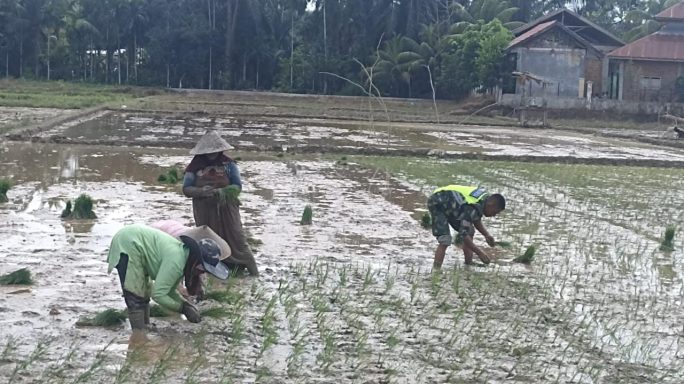 Serda Zulham : Jajar Legowo Jadi Pola Andalan Petani Idi Rayeuk Bercocok Tanam Padi