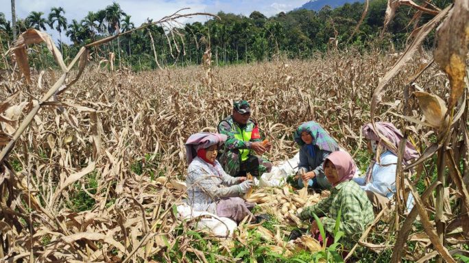 Babinsa Bantu Panen Jagung Sukseskan Ketahanan Pangan