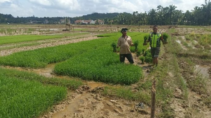 Babinsa Dan Petani Bekerja Sama Dalam Pengecekan Bibit Padi Yang Siap Di Tanam Dilahan Milik Bapak Sukardi