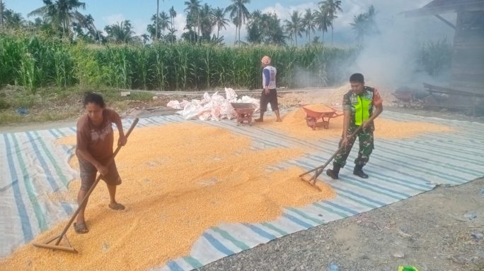Pasca Panen Babinsa Bantu Jemur Jagung Warga
