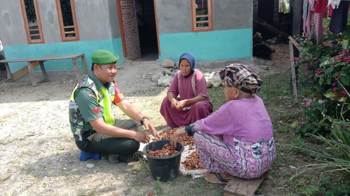 Dukung Petani Kakao, Babinsa Bantu Kupas Biji Secara Tradisional