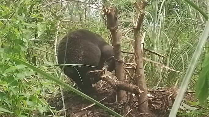 Seekor Beruang Madu, Terperangkap Jerat Babi Di Kecamatan Pintu Rime Gayo