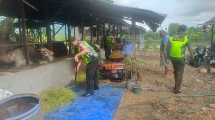 Wujud Kedekatan Dengan Warga Desa Binaan Babinsa Beri Pakan Ternak Sapi