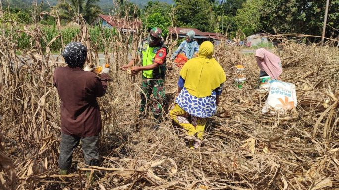 Jaga Ketahanan Pangan, Babinsa Bantu Panen Jagung