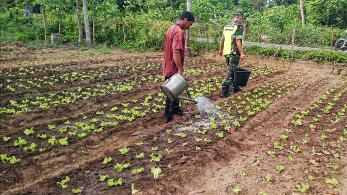 Babinsa Sakti Dampingi Petani Kacang Tanah Sebagai Upaya Mendukung Ketahanan Pangan Nasional