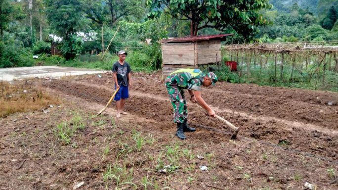 Siapkan Lahan Pertanian, Babinsa Simpang Jernih Bantu Petani Garap Kebun Cabe