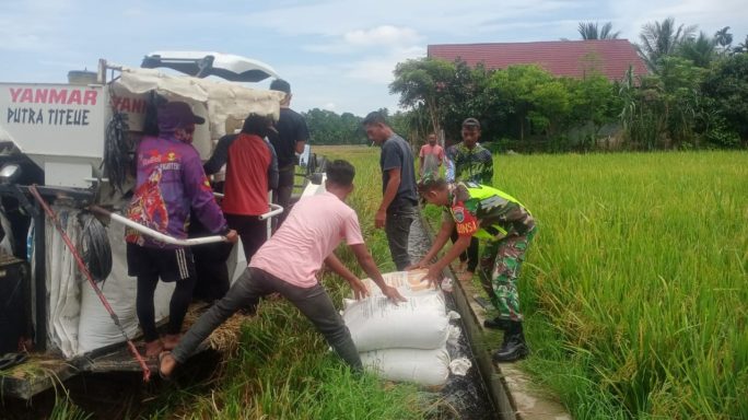 Babinsa Keumala Terlibat Aktif dalam Hanpangan Bersama Masyarakat