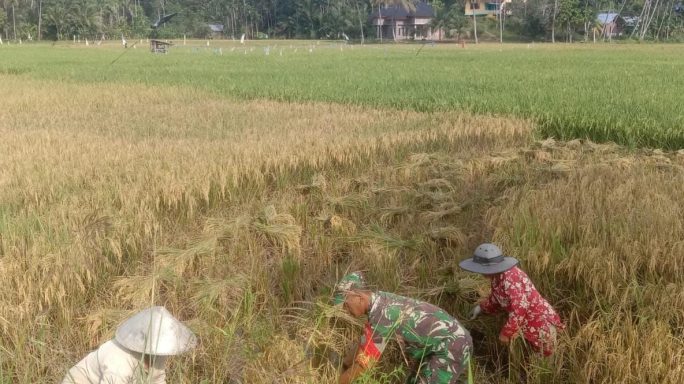 Koptu Bambang Armansyah Babinsa Koramil 05/Idr Membantu Petani Saat Panen Padi Dengan Alat Arit