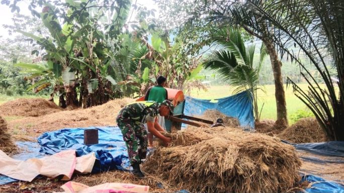 Babinsa Mendukung Warga Dalam Proses Merontokkan Padi Untuk Meningkatkan Produksi Pertanian