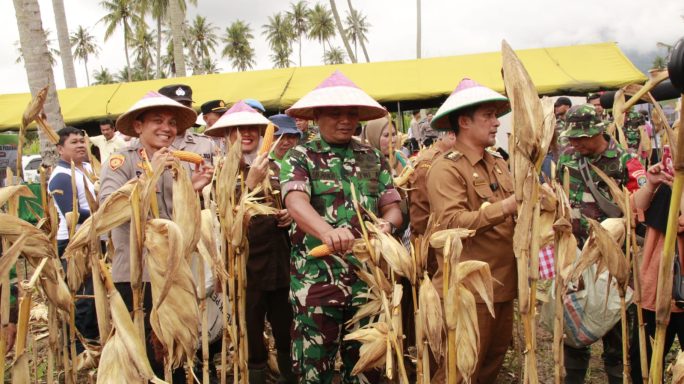 Dandim 0108/Agara dan Forkopimda Sukseskan Panen Perdana Jagung Program IM Jagong Pangdam IM