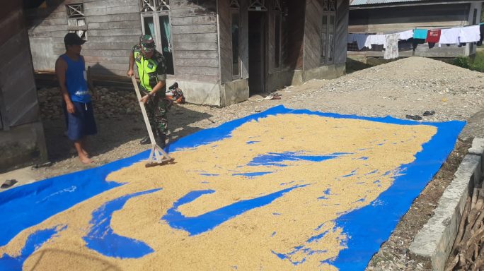 Babinsa Dukung Petani dengan Pendampingan Penjemuran Padi