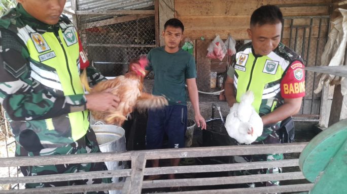 Sambangi Tempat Usaha Pemotongan Ayam Ras Babinsa Beri Himbauan