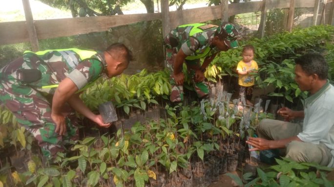 Dalam Rangka Tingkatkan SDM Petani Babinsa Sambangi Pembibitan Kakao Sambung Pucuk