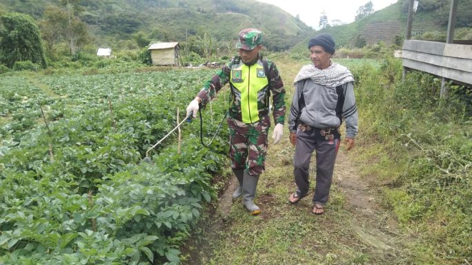 Cegah Hama, Babinsa Dampingi Petani Penyemprotan Insektisida