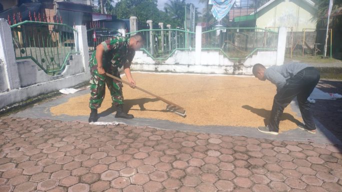 Babinsa Koramil 04/Meureubo Bantu Petani Jemur Padi